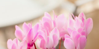 Ciclamino 800 0 102 Ciclamino